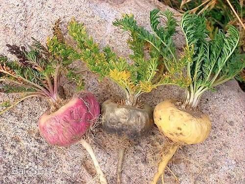 9 lợi ích của củ Maca Peru