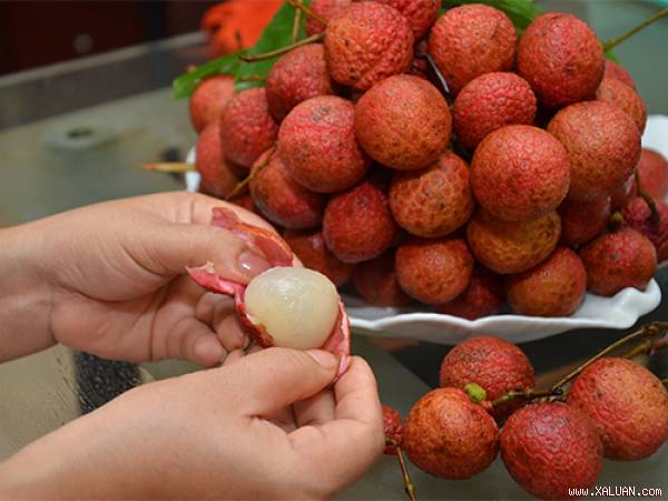 Ăn vải nhiều có thể bị say và ngộ độc
