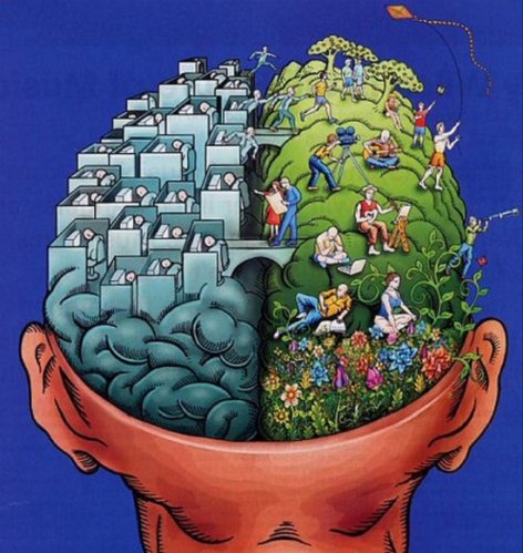 bán cầu não bán cầu não