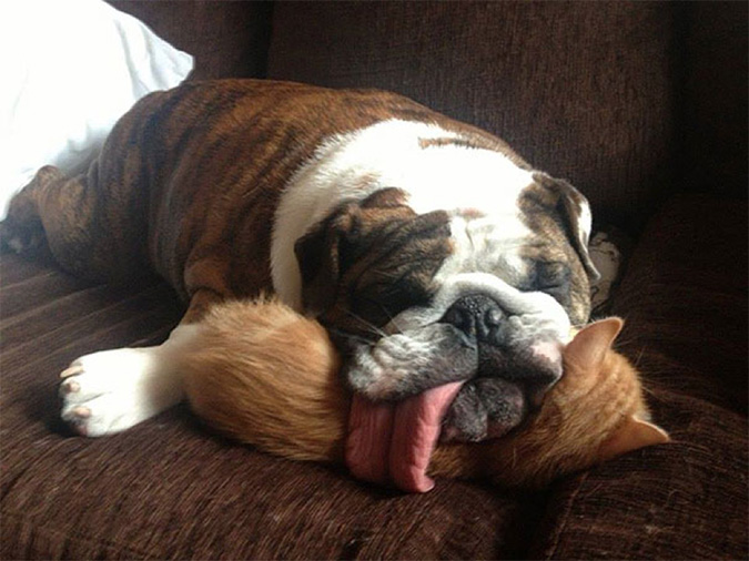 chó pit bull ngủ