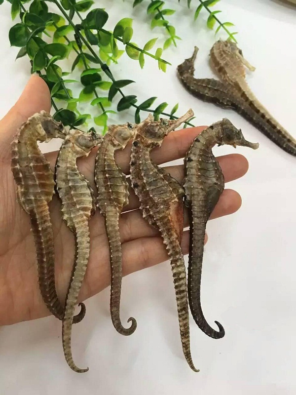 cá ngựa khô cá ngựa khô