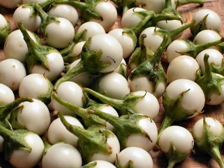 Những điều chưa biết về cà pháo 