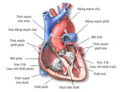 Bệnh hở van tim 3 lá