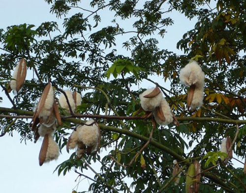 Những chiếc gối bông gòn