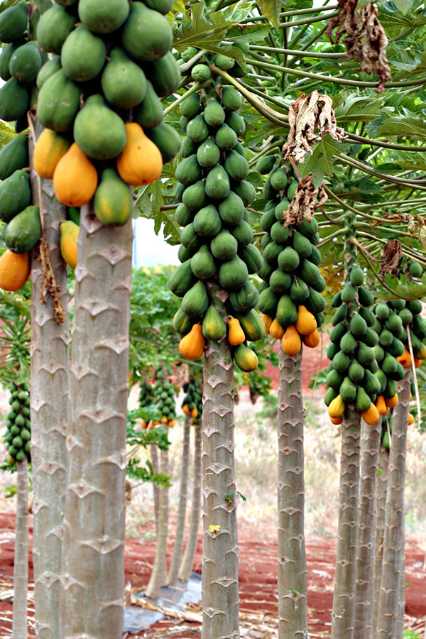 cây đu đủ cây đu đủ