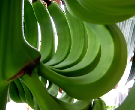 chuối xanh chuối xanh
