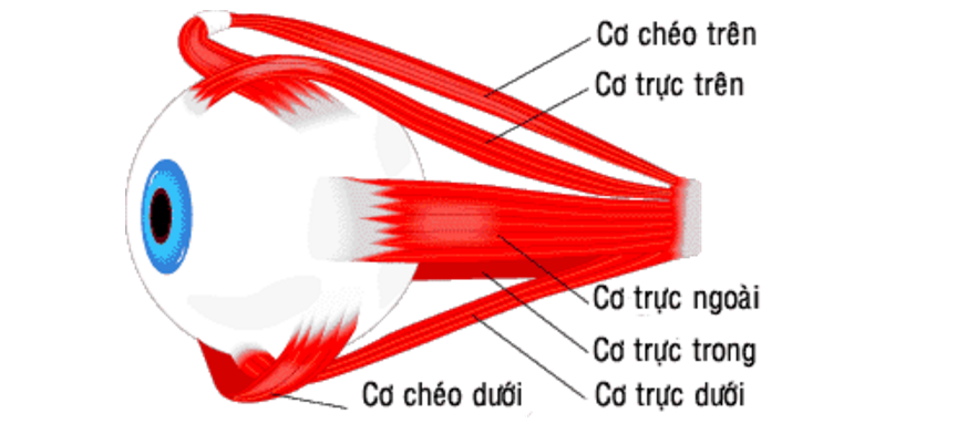 cơ mắt