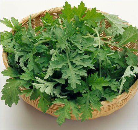 Lá ngải cứu chữa đau lưng Lá ngải cứu chữa đau lưng