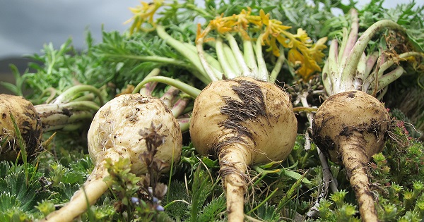 củ maca tươi củ maca tươi