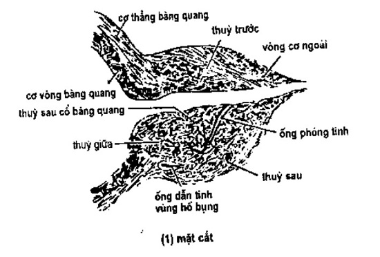 Chức năng nội tiết của tuyến tiền liệt
