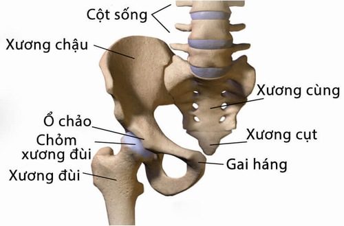 Canxi và bệnh đau xương cụt
