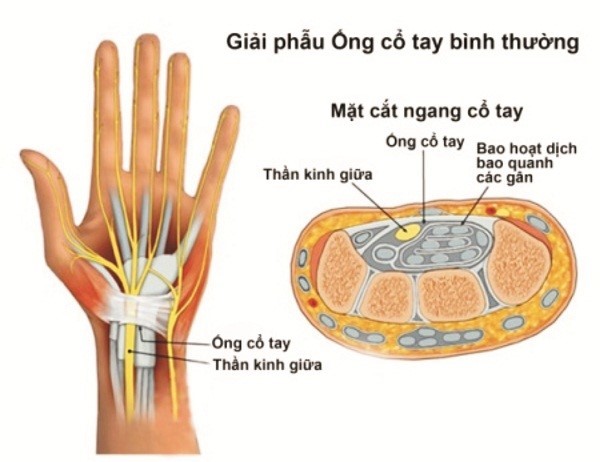 cấu tạo cổ tay cấu tạo cổ tay