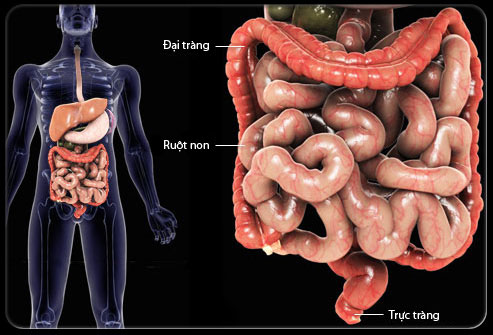 7 cách loại bỏ chất cặn bã lâu ngày trong ruột già