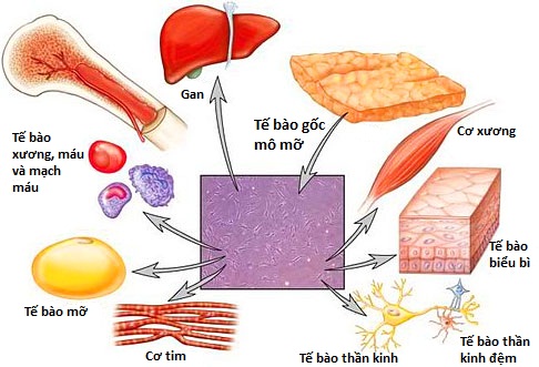 Tế bào gốc là gì?