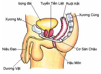 Tìm hiểu về tuyến tiền liệt ở nam giới