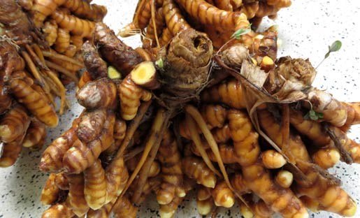 củ nghệ vàng củ nghệ vàng