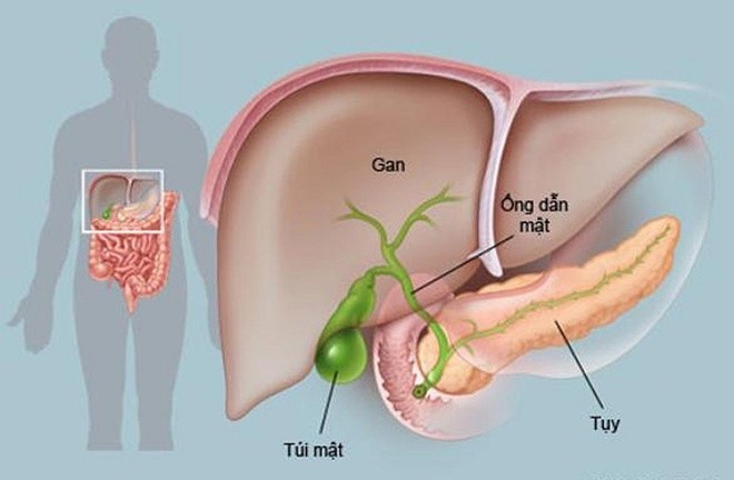 Nếu bạn thấy đau bụng, chán ăn, vàng da, vàng mắt… hãy đi khám tuyến tụy ngay