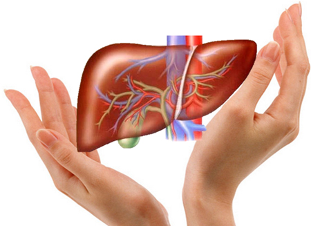 10 điều bạn có thể chưa biết về gan